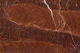 Polished Stromatolite (Jurusania) From Russia - Million Years #362939-1